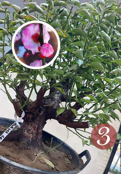 Pre-Sale Rare Hehua Yudie Japanese Apricot Bonsai (Prunus mume) – Pink & White Double Flowers CYMUS Cymbidium Orchids Plum Blossom Bonsai Sale