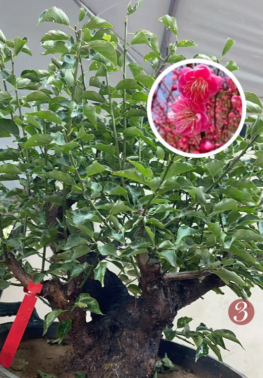 Pre-Sale Rare Flowering Plum Tree (Prunus mume) – 20+ Year Old Gulihong Bonsai Specimen CYMUS Nursery