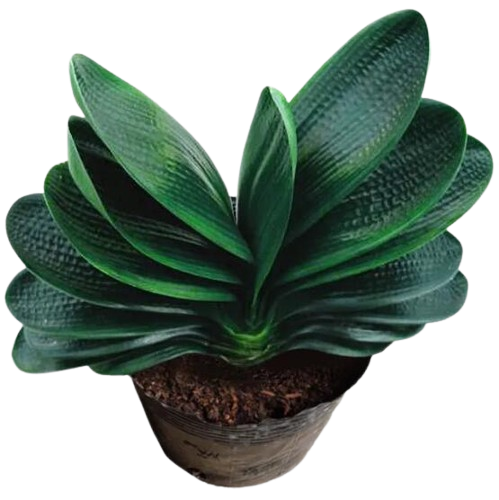 Clivia Seeds-Clivia Miniata Seeds 平尾绿 福伦 鸳鸯 血兰 PingWeiLv FuLun Madarin Duck Blood 5 pcs