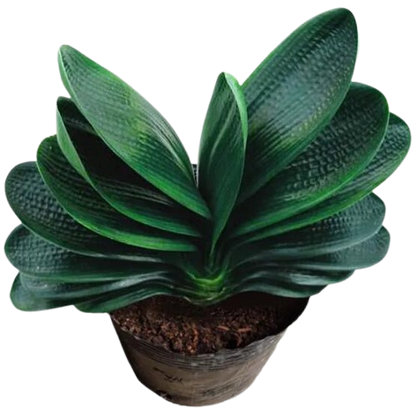 Clivia Seeds-Clivia Miniata Seeds 平尾绿 福伦 鸳鸯 血兰 PingWeiLv FuLun Madarin Duck Blood 5 pcs