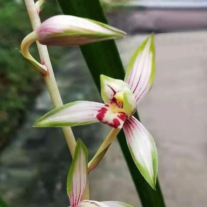 Cymbidium Orchid Ensifolium