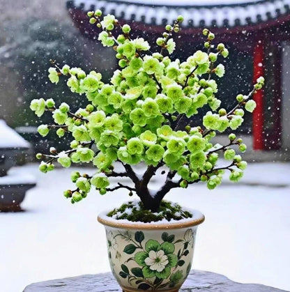 Plum Blossom  Pre-sale 20 year old Bonsai Green Plum Blossom 绿萼梅 with buds