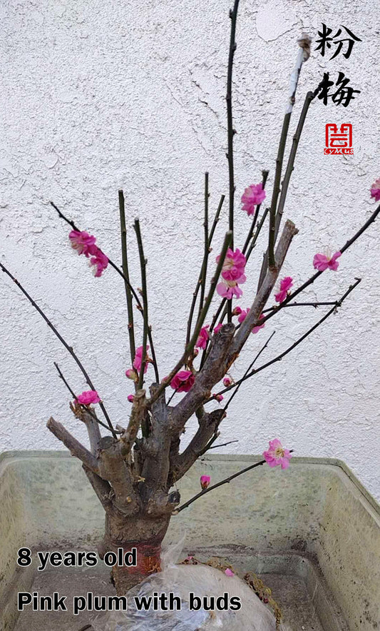 5-8 years old Plum bonsai with buds  bare root live plant 红梅 腊梅 绿梅 粉梅 白梅 Red plum, green plum, pink plum, Lamei