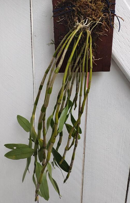 Den officinale 金钗石斛 Dendrobium nobile without flowers