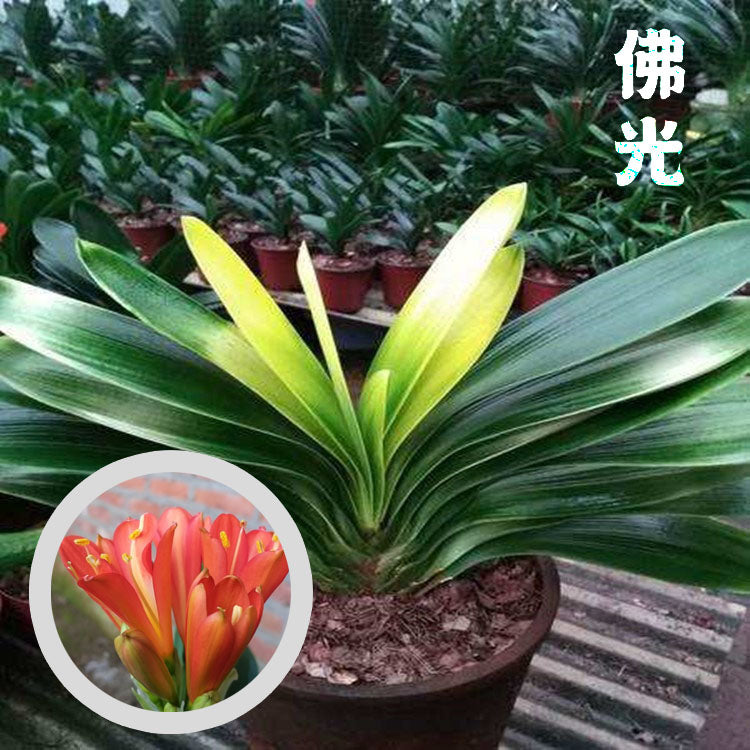 Clivia Seeds-Clivia Miniata seeds-君子兰种子   Stave Tiger Zebra 虎头麻脸 虎斑  微型兰 立板彩兰 短叶油匠  鸳鸯 知雀彩 血兰 Blood (5 seeds)