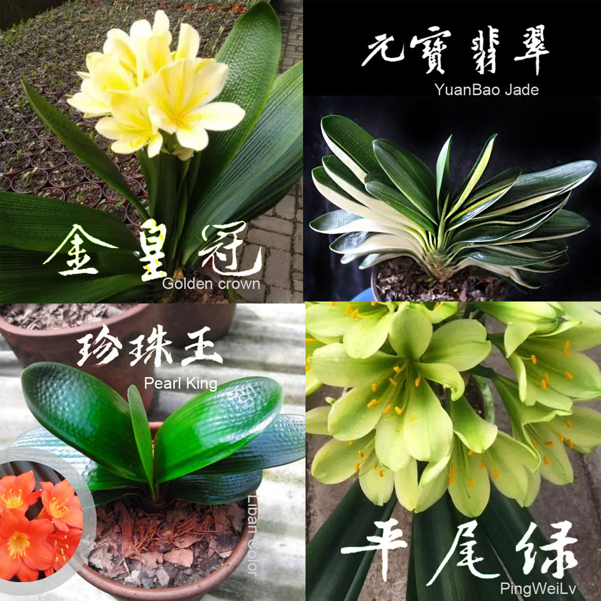 Clivia Seeds-Clivia Miniata seeds-君子兰种子   Stave Tiger Zebra 虎头麻脸 虎斑  微型兰 立板彩兰 短叶油匠  鸳鸯 知雀彩 血兰 Blood (5 seeds)