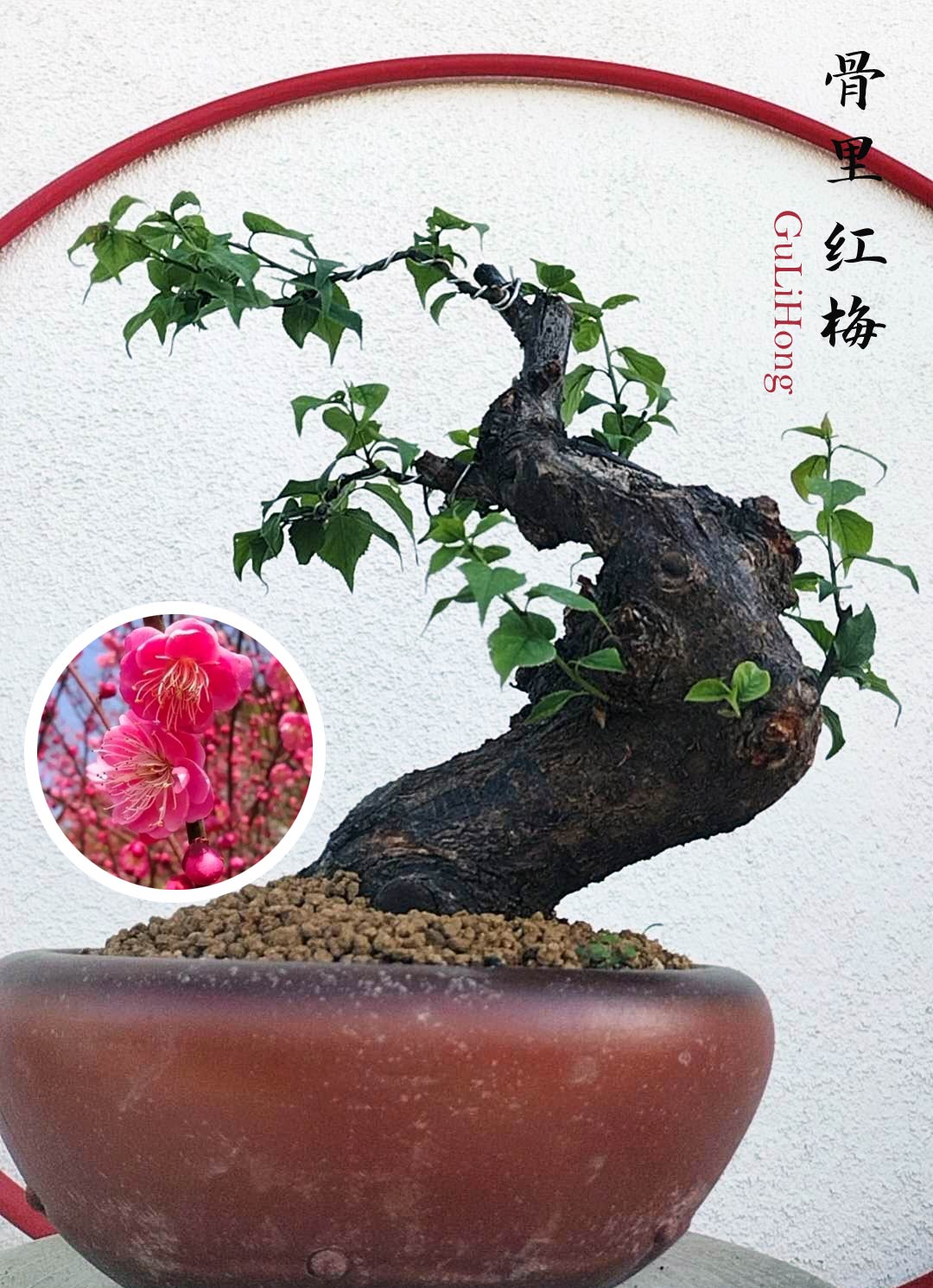 Rare Red Core Japanese Apricot Bonsai (Prunus mume) with pot – 20+ Year Old