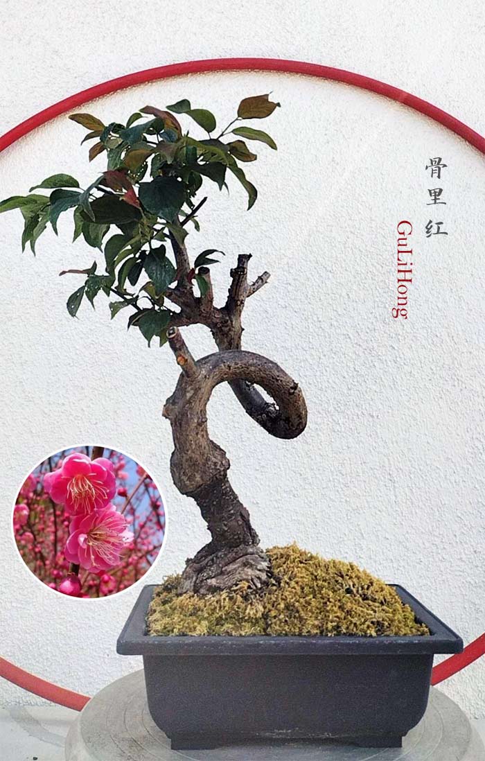 Rare Red Core Japanese Apricot Bonsai (Prunus mume) with pot – 8+ Year Old