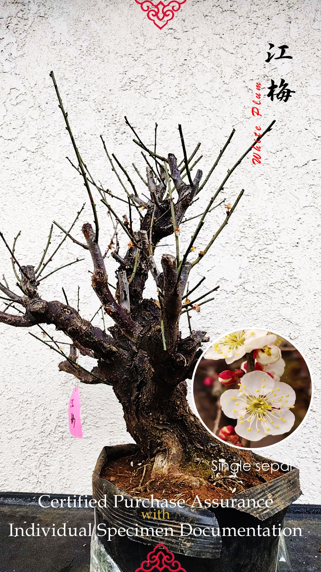 35+ years old Plum bonsai without buds  bare root live plant 红梅 粉梅 白梅 Red plum,Jiang plum, White plum