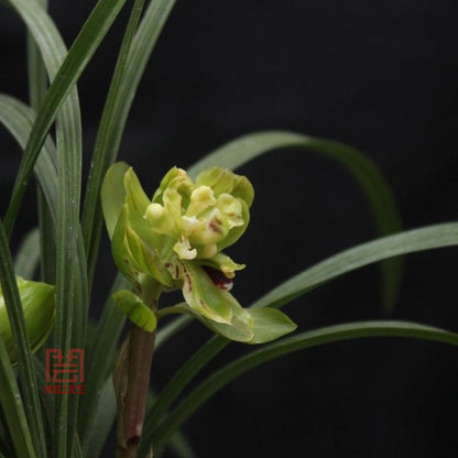 Live Cymbidium Goeringii 九仙牡丹 JiuXian Peony Orchids Perfect for Windowsills or Indoors-春兰