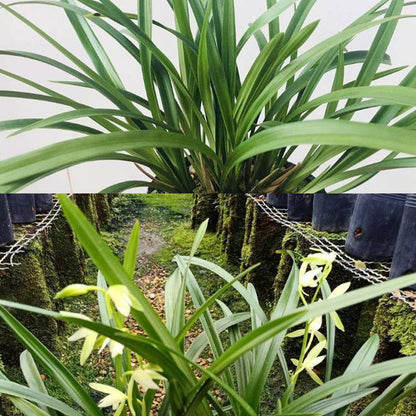 Cymbidium ensifolium-LongYanSu 龙岩素 easy care outdoor and indoor