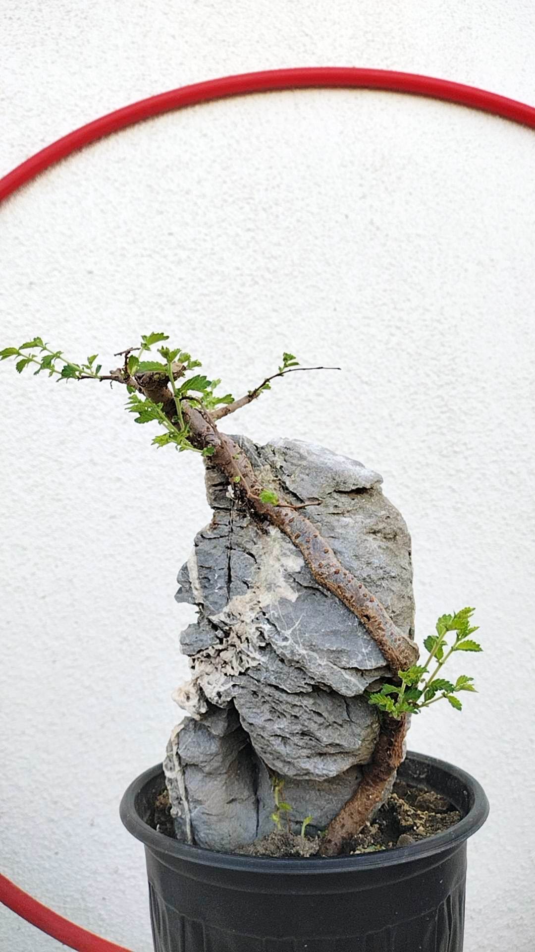 Chinese Elm Root-over-Rock Bonsai – Beginner Friendly easy care shipping with pot
