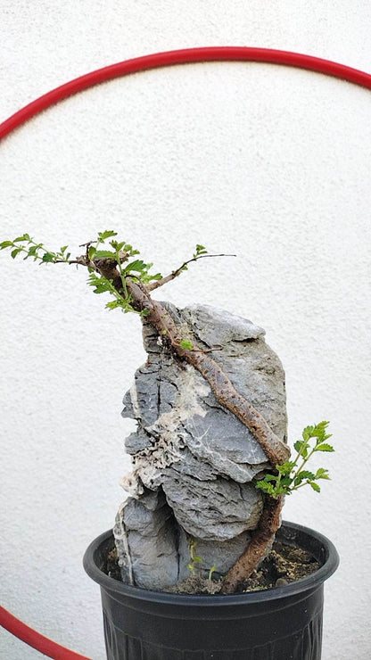 Chinese Elm Root-over-Rock Bonsai – Beginner Friendly easy care shipping with pot