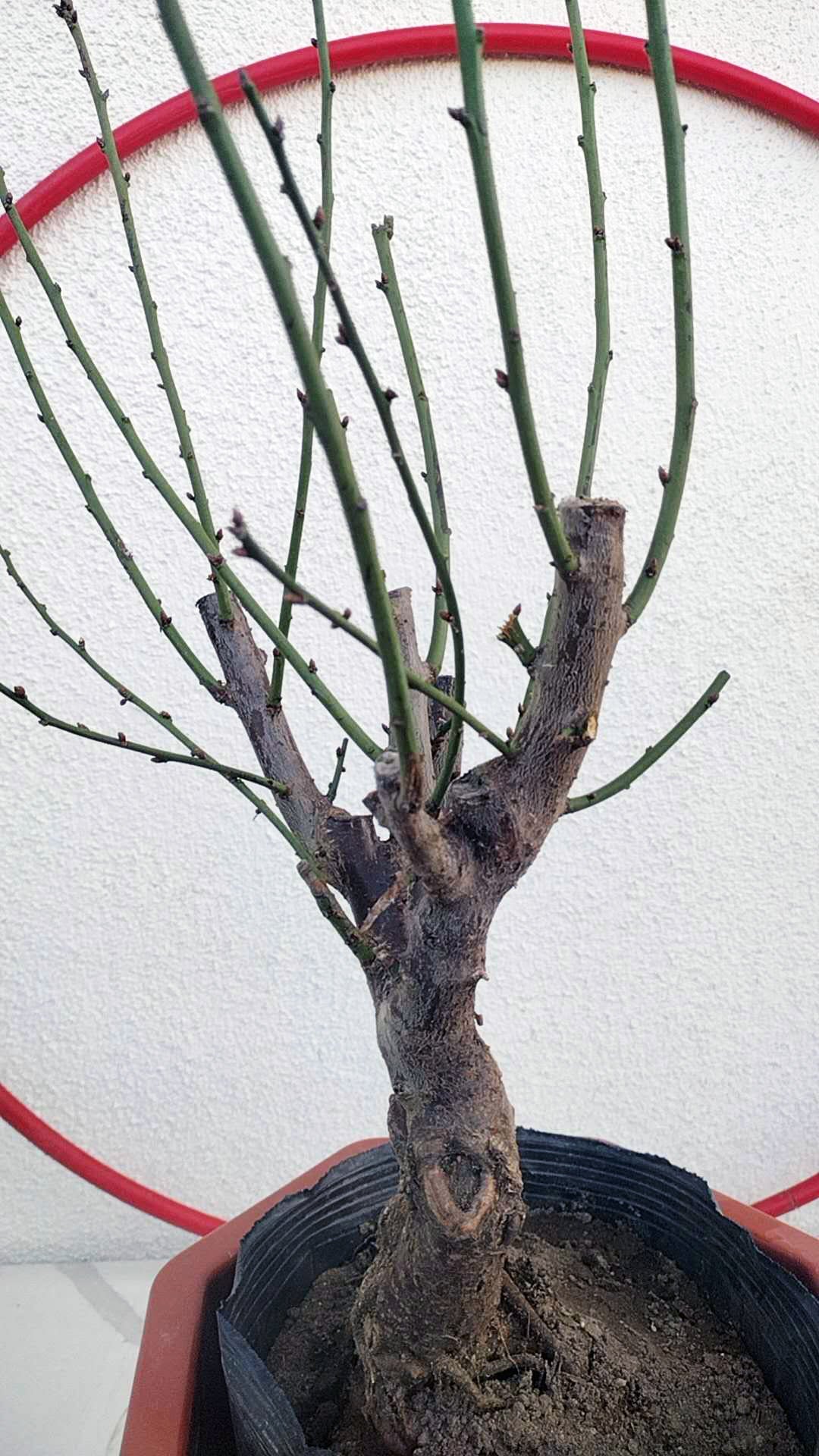 Rare Pink Japanese Apricot Bonsai (Prunus mume) 12+ year old