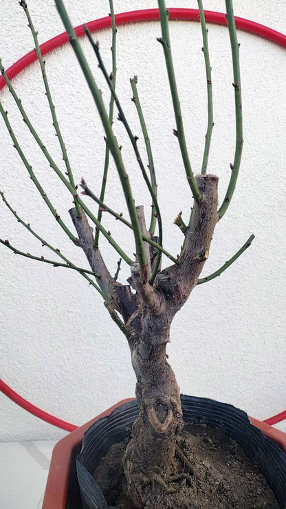 Rare Pink Japanese Apricot Bonsai (Prunus mume) 12+ year old