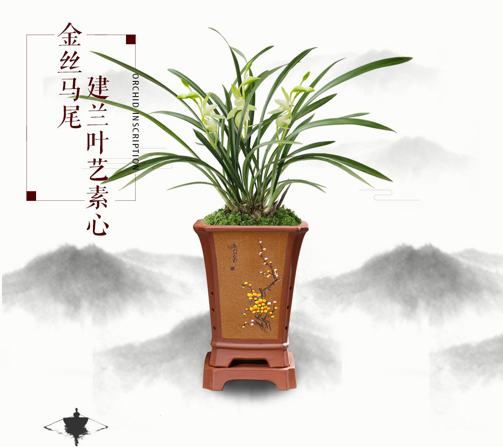 Live Orchid Plant 金丝马尾 Live Cymbidium ensifolium-JinSiMaWei-Bare Foot and Shipped Without Flower 国兰