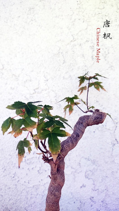 Trident Maple Bonsai with Pot, Fiery Red Fall Colors, Old Style CYMUS Nurery