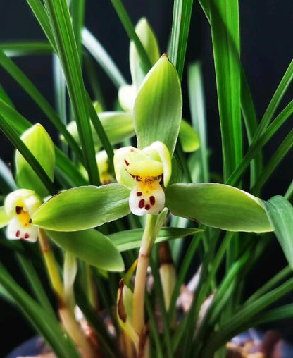 Cymbidium goeringii 'Long Zi' (龙字): The Celestial Jewel of Chinese Orchids