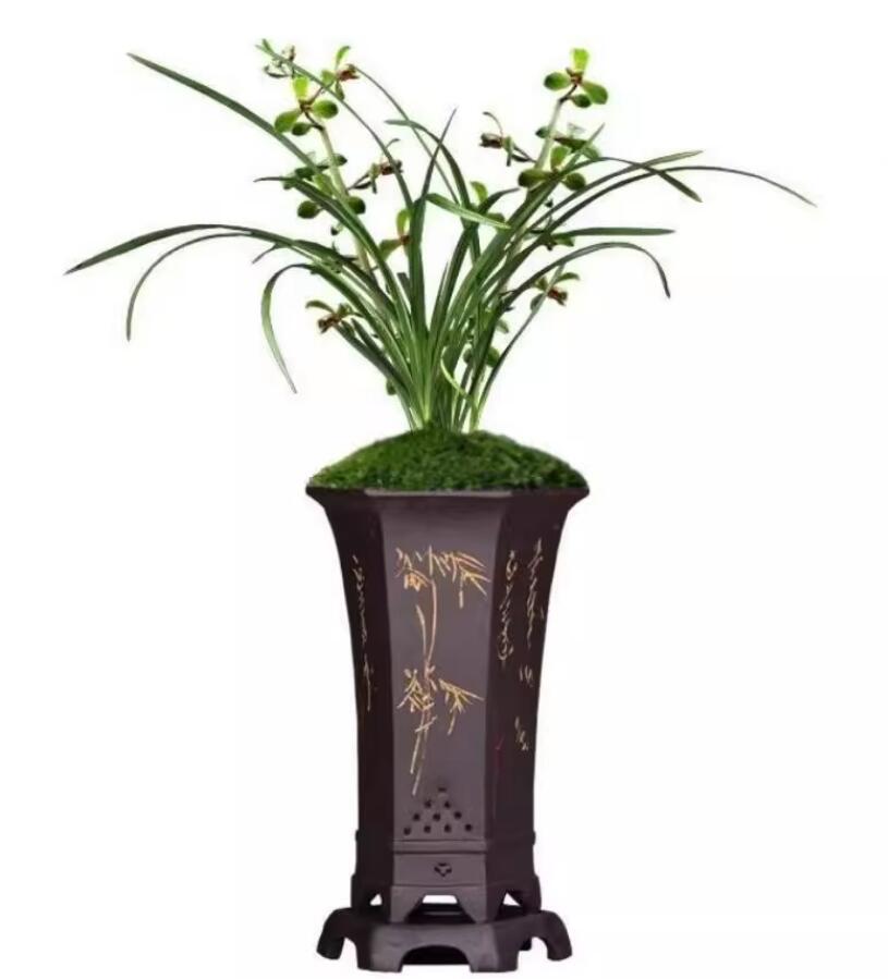 Per-sale Cymbidium Orchid Faberi 'ChengMei' Bare Root and Shipped no buds