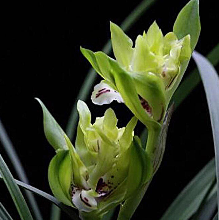 Live Cymbidium Goeringii 余蝴蝶 Orchids Perfect for Windowsills or Indoors-春兰