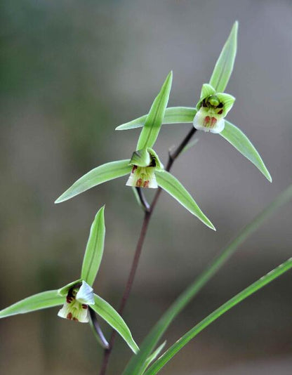 Cymbidium KanRan QingDai 寒兰青黛 Long-lasting fragrant flowers