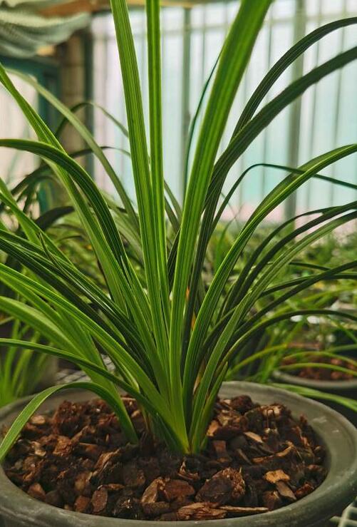 Per-sale Cymbidium Orchid Faberi 'DuanMei' Bare Root and Shipped no buds