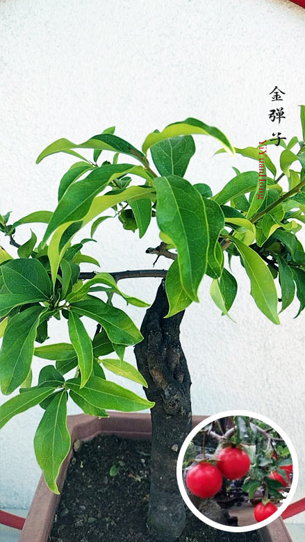 Diospyros armata 金弹子 逸源红 evergreen JinDanZi  stump bonsai with pot CYMUS Cymbidium Orchids Plum Blossom Bonsai Sale