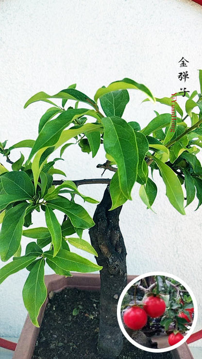 Diospyros armata 金弹子 逸源红 evergreen JinDanZi  stump bonsai with pot CYMUS Cymbidium Orchids Plum Blossom Bonsai Sale