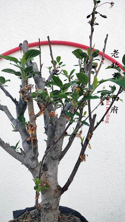 Chinese Crabapple Bonsai – Old Beijing Xifu Begonia Pink Blooms Ornamental Tree