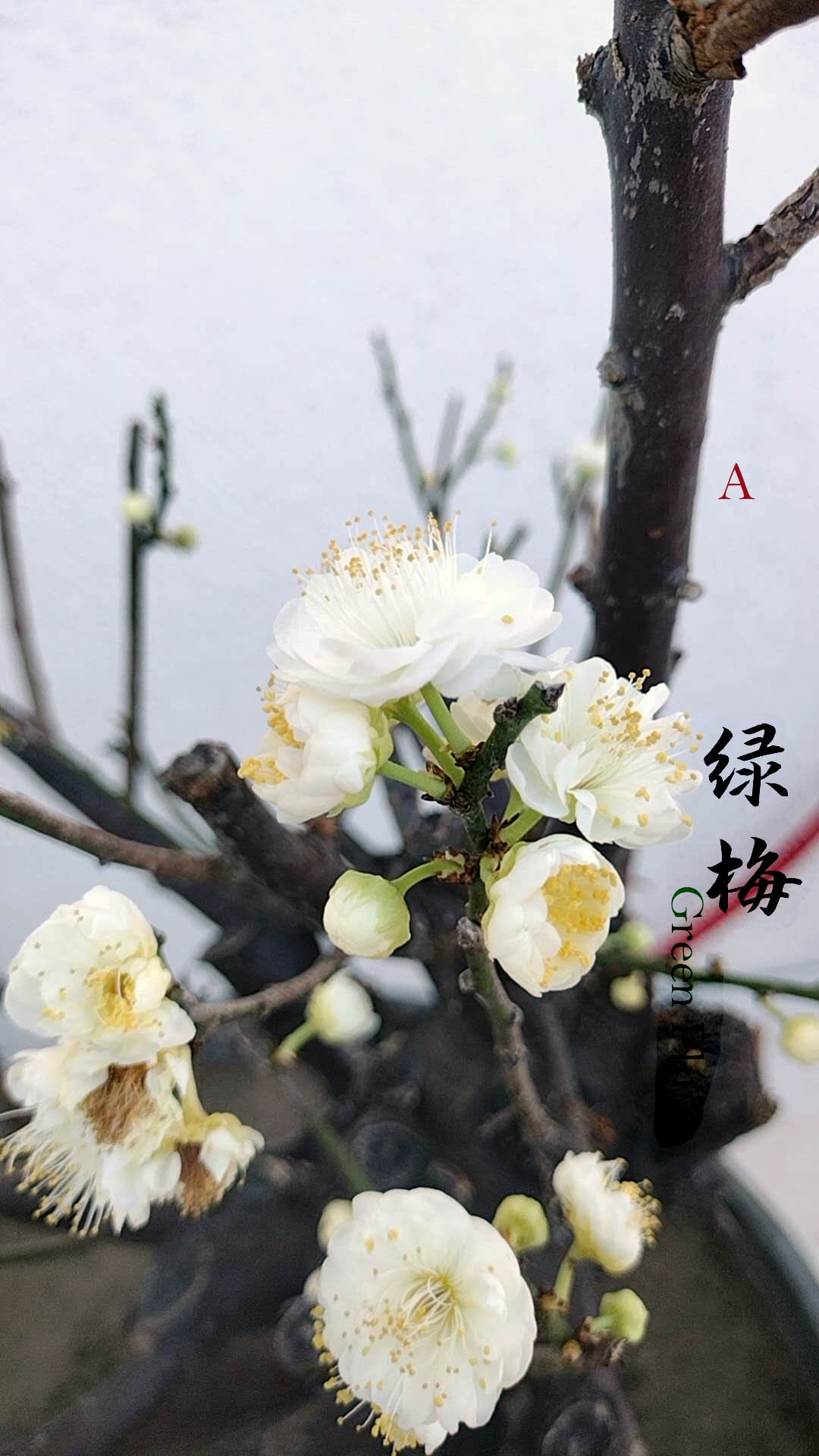 Rare Green Calyx Japanese Apricot Bonsai (Prunus mume) – 25+ Year Old with Flower Buds