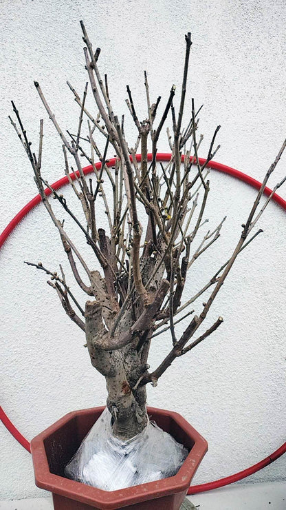 Rare Fragrant Wintersweet Shrub (Chimonanthus praecox) – 20+ Year Old with Buds