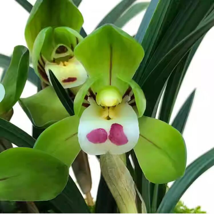 Live Fragrant Orchid 大团圆  Plant Live Cymbidium goeringii-Da Tuan Yuan-Bare Root and Shipped With buds 春兰