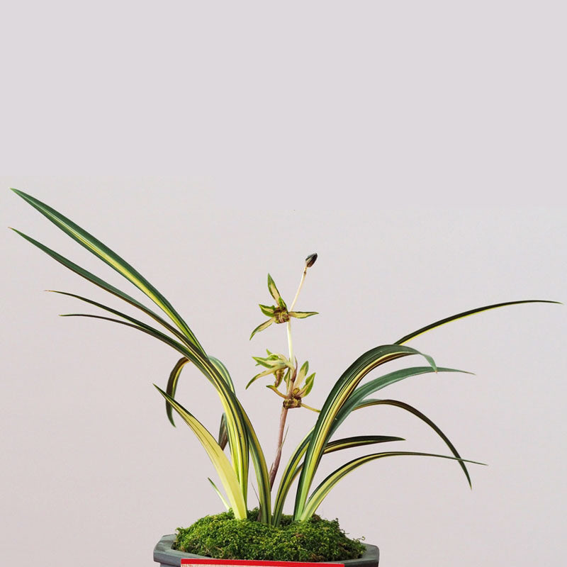 Noble Orchid Plant Live Cymbidium Sinense-Lan yang zhi song-Bare Foot and Shipped Without Flower 墨兰 兰阳之松