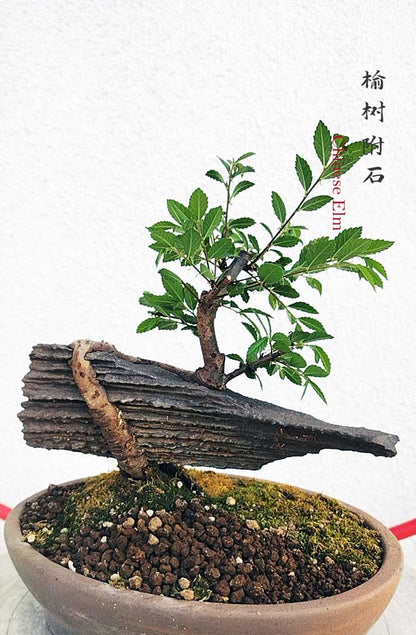 Chinese Elm Root-Fly-XinJiang Rock Bonsai – Beginner Friendly easy care shipping with pot