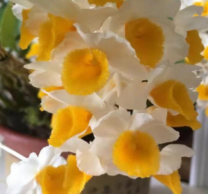 Dendrobium thyrsiflorum 球花石斛 Cooktown Orchid Australia’s Sunshine Bloom without flowers