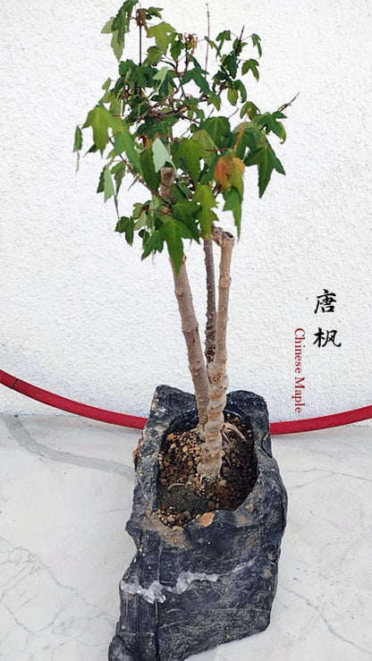 Authentic Chinese Trident Maple (Maples) - Fiery Red Fall Colors, Old Style Nebari with Pot CYMUS Nurery