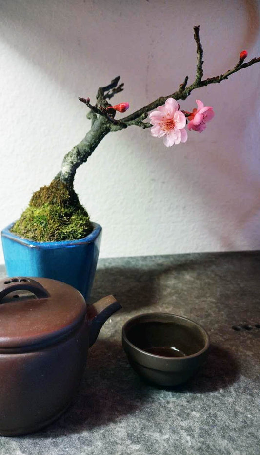 Rare MeiRen Japanese Apricot Mini Bonsai (Prunus mume) – 10+ Year Old with Buds and pot