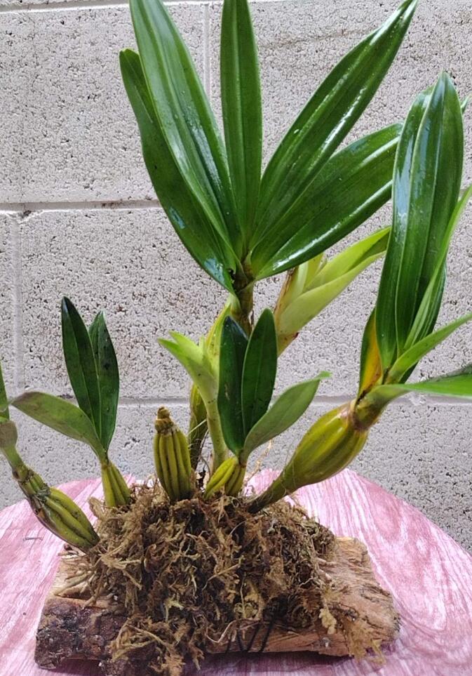 Dendrobium drumstick Without Flowers (Dendrobium drumstick 鼓槌石斛) with bonsai pot