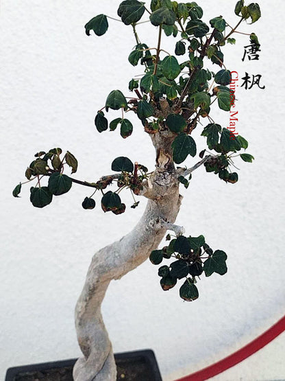 Authentic Chinese Trident Maple Bonsai - Fiery Red Fall Colors, Old Style Nebari with Stone Pot CYMUS Nurery