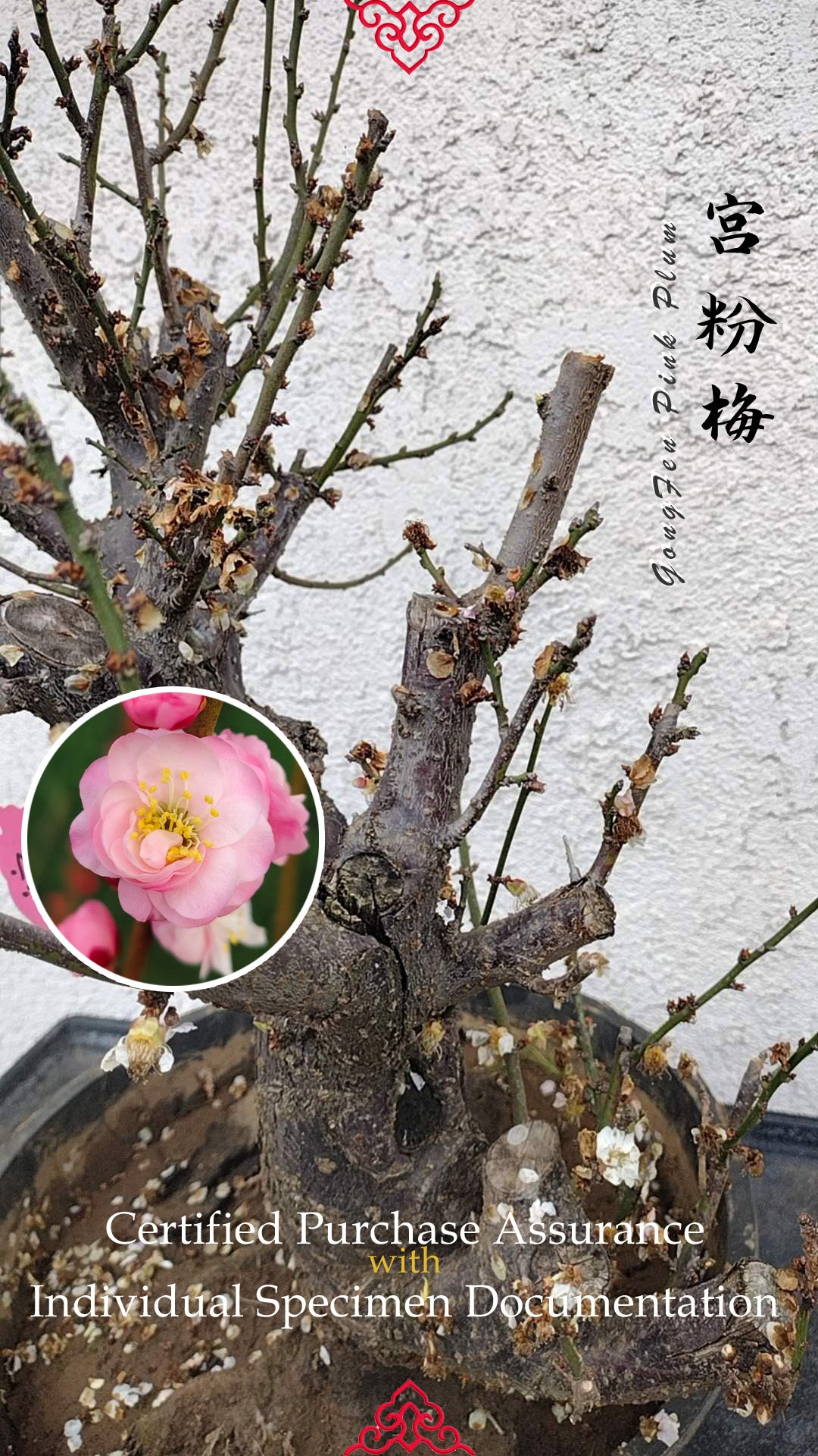 35+ years old Plum bonsai without buds  bare root live plant 红梅 粉梅 白梅 Red plum,Jiang plum, White plum