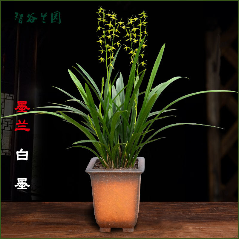 Live Orchid Plant Live Cymbidium sinense-Bai mo-白墨-Bare Root with Buds