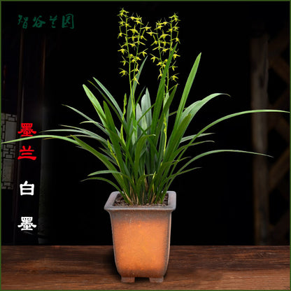Live Orchid Plant Live Cymbidium sinense-Bai mo-白墨-Bare Root with Buds
