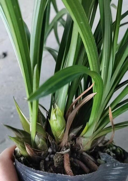 Cymbidium Orchid Plants 绿云牡丹-Green Cloud Peony Easy Care Orchids Air Purifying Live Houseplant Chinese  cymbidium Goeringii 春兰
