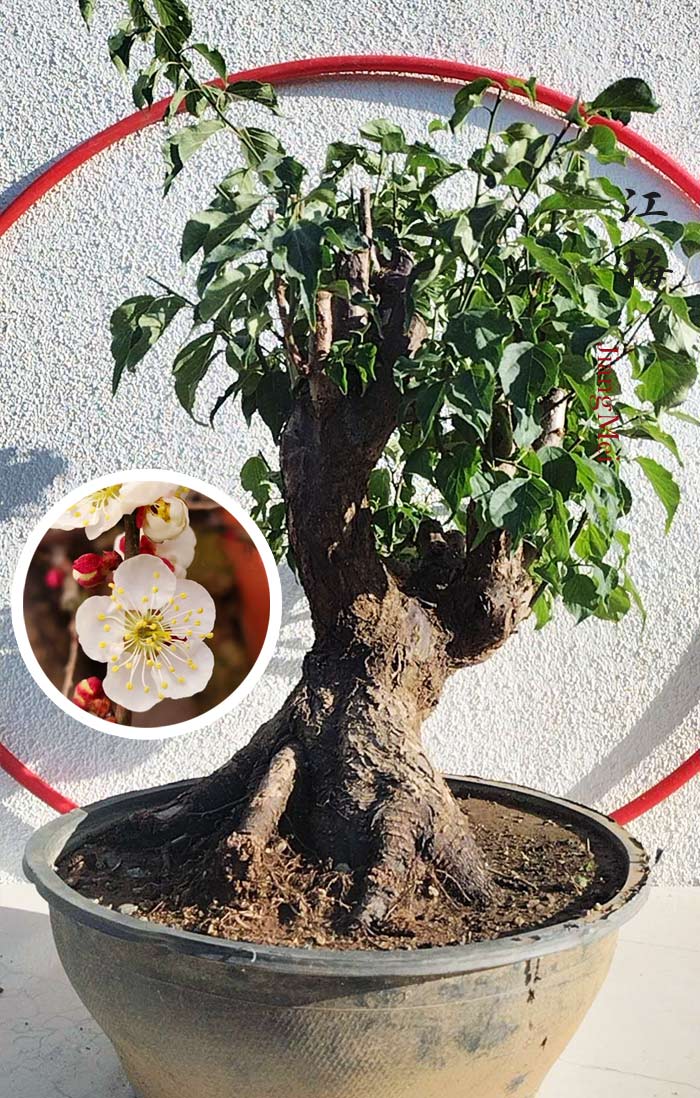 Rare JIangMei Japanese Apricot Bonsai (Prunus mume) – 30+ Year Old with pot