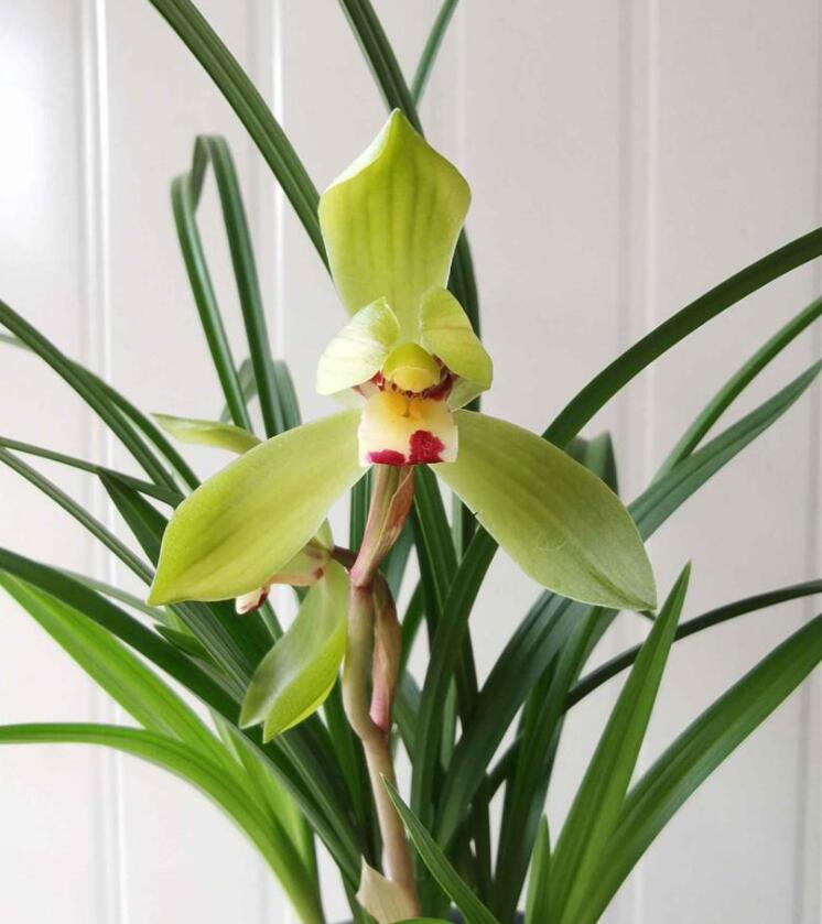 Cymbidium Orchid Tortisepalum DaFuGui 春剑大富贵 Perfect for Windowsills or Indoors