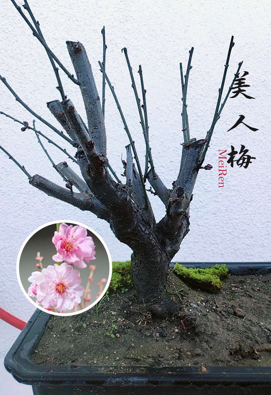 Rare MeiRen Japanese Apricot Bonsai (Prunus mume) – 8+ Year Old with Buds