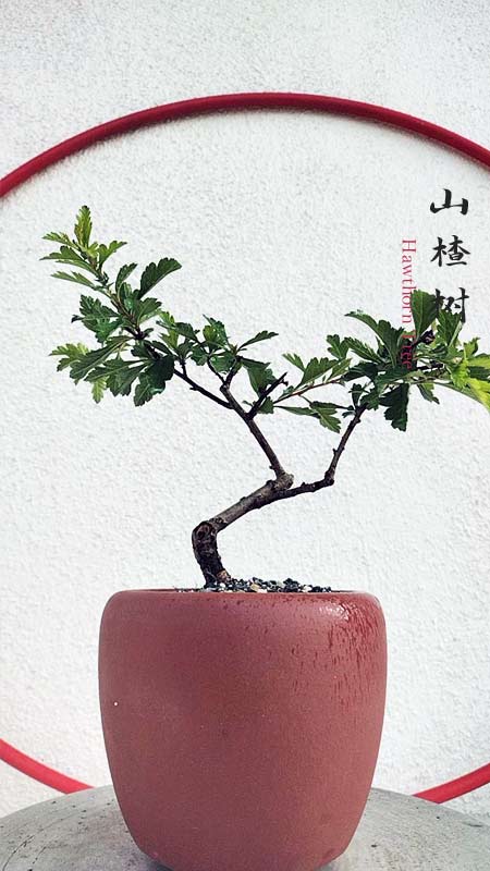 Small Leaf Hawthorn Bonsai Tree – Flowering & Fruiting Live Bonsai Plant