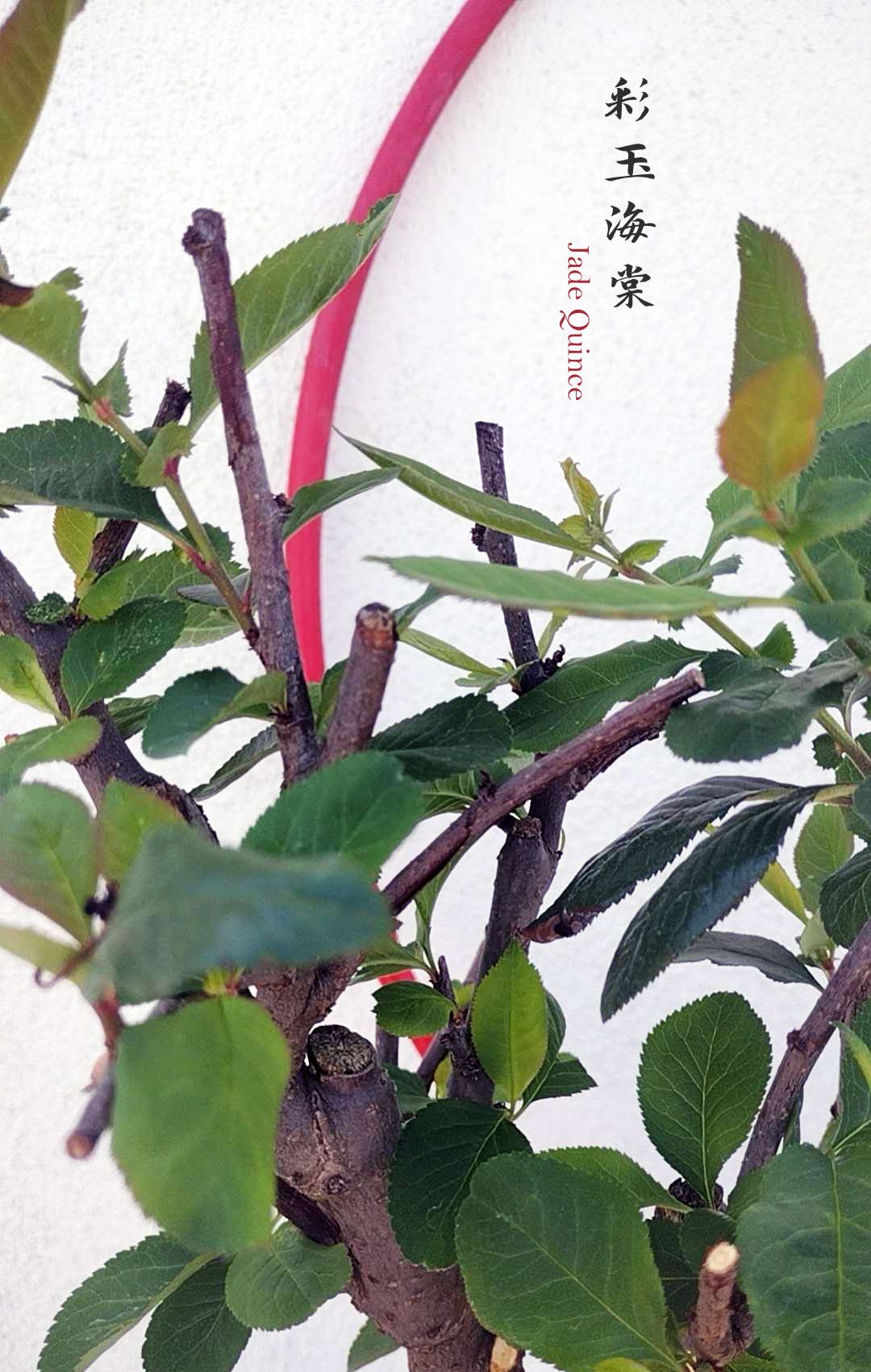 Variegated Flowering Quince ‘Jade’ – Flowering Crabapple Bonsai Japanese Flowering Crabapple Bonsai with pot