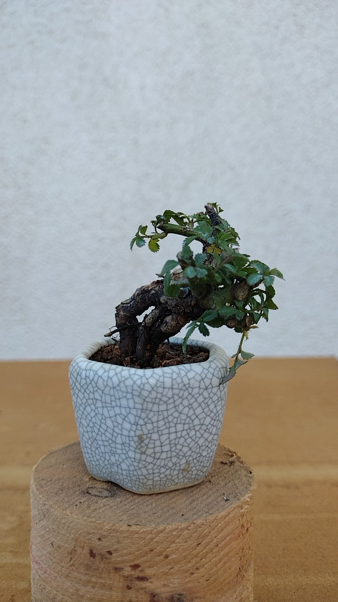 Mini cute Ji Rose with Bonsai pot 姬蔷薇 迷你可爱盆景 Bonsai Live Green Bonsai Tree Indoor outdoor Gardening Live Houseplant Home Decor Gift