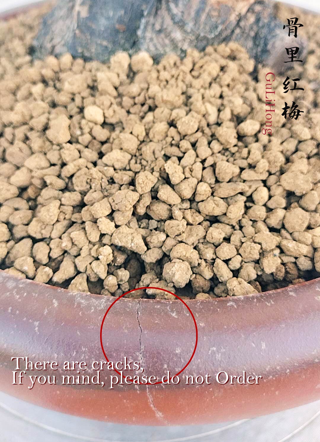 Rare Red Core Japanese Apricot Bonsai (Prunus mume) with pot – 20+ Year Old